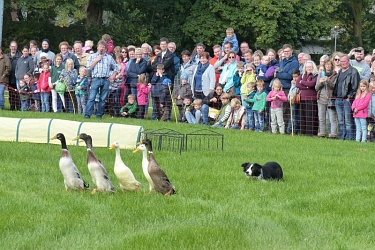 Border Collie June bei der Arbeit - dem Hüten der Laufenten