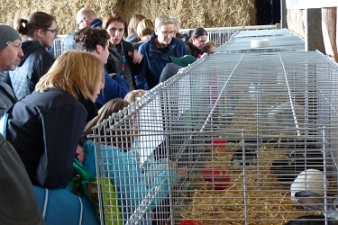 Rassegeflügel in der Ausstellung