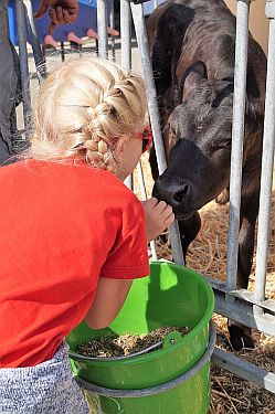 Kälber zum Anfassen gab es am Riswicker Kälberiglu, auch hier wurden alle Fragen rund um die Landwirtschaft beantwortet Foto: Jana Denißen