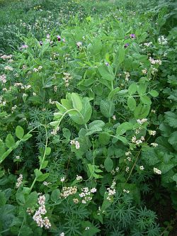 Greeningfähiges Zwischenfruchtgemenge