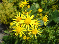 Jakobskreuzkraut (Senecio jacobaea)