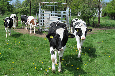 Jungrinder auf der Weide