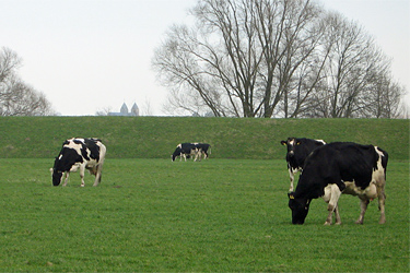 Kühe am Niederrhein