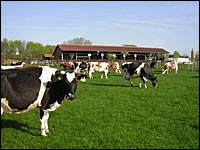 Kühe vor dem Milchviehstall