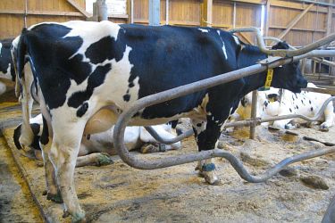Beim gewölbten und damit höheren Nackenriegel konnten auch große Kühe bequem mit beiden Beinen in der Box stehen.