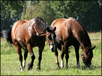 Pferdestuten auf der Weide (Foto: Barbara Kutsch)