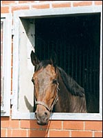 Pferd in der Stalltür