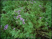 Phacelia - Bei Imkern eine beliebte Zwischenfrucht für die Bienenweide