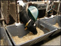 Strohfütterung bei Rindern mit Wiegetrog