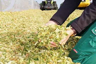 Erntegut Shredlage Maissilage