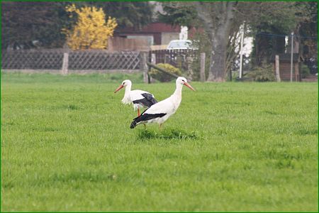 Storchenpaar im Frühsommer