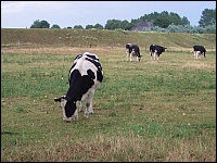 Trockenschäden auf einer Weide