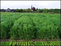 Versuche mit Weidelgras