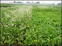 Ölrettich als Zwischenfrucht