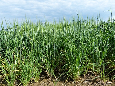 Im Zweitfruchtanbau zur energetischen Biogasnutzung werden in Neulouisendorf Sommertriticale, Sommergerste, Sommerhafer und Sudangras geprüft.