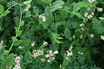 Greeningfähiges Zwischenfruchtgemenge